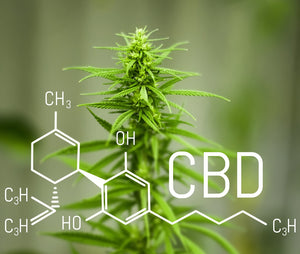 CBD und Cannabis - was genau ist das?